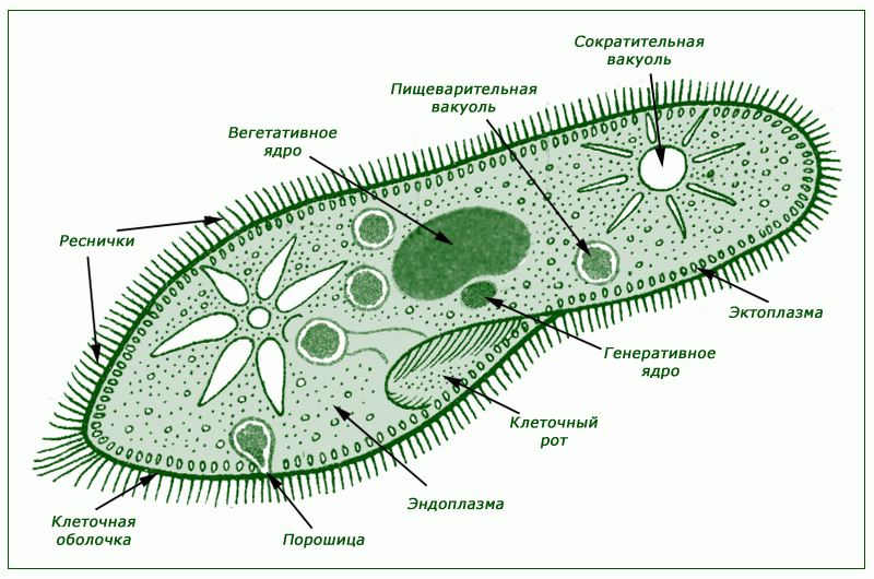 Одноклеточные организмы рисунок с подписями 5 класс