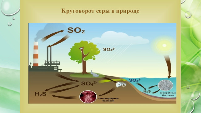 Презентация по биологии 9 класс круговорот веществ в биосфере