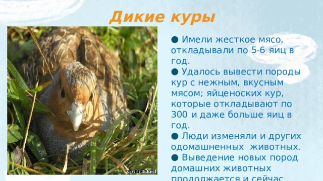 Дикие куры  Имели жесткое мясо, откладывали по 5-6 яиц в год.  Удалось вывести породы кур с нежным, вкусным мясом; яйценоских кур, которые откладывают по 300 и даже больше яиц в год.  Люди изменяли и других одомашненных животных.  Выведение новых пород домашних животных продолжается и сейчас. 