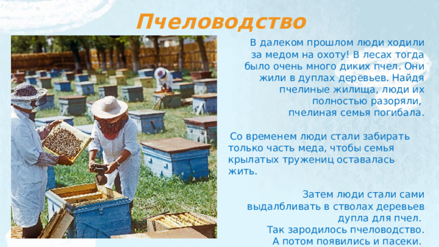 Пчеловодство В далеком прошлом люди ходили  за медом на охоту! В лесах тогда было очень много диких пчел. Они жили в дуплах деревьев. Найдя пчелиные жилища, люди их полностью разоряли, пчелиная семья погибала.  Со временем люди стали забирать только часть меда, чтобы семья крылатых тружениц оставалась жить.  Затем люди стали сами выдалбливать в стволах деревьев дупла для пчел. Так зародилось пчеловодство.  А потом появились и пасеки. 