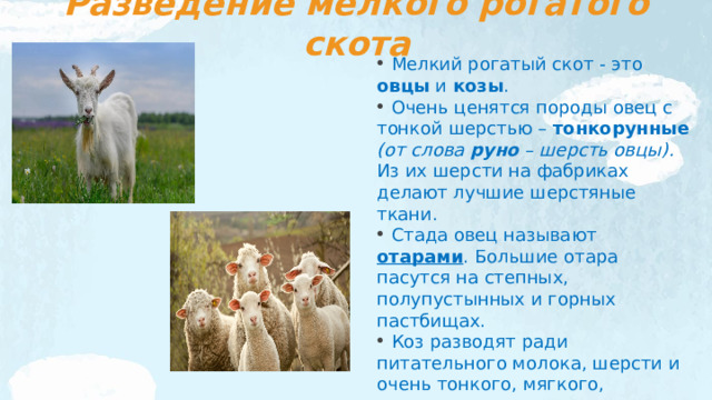 Разведение мелкого рогатого скота  Мелкий рогатый скот - это овцы и козы .  Очень ценятся породы овец с тонкой шерстью – тонкорунные  (от слова руно – шерсть овцы). Из их шерсти на фабриках делают лучшие шерстяные ткани.  Стада овец называют отарами . Большие отара пасутся на степных, полупустынных и горных пастбищах.  Коз разводят ради питательного молока, шерсти и очень тонкого, мягкого, шелковистого пуха.  Из козьего пуха изготовляют платки и другие изделия. 