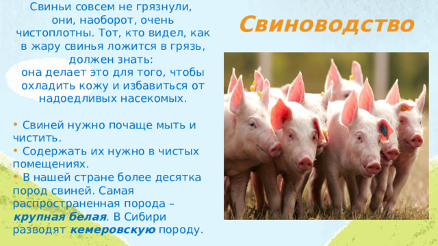 Свиноводство Свиньи совсем не грязнули, они, наоборот, очень чистоплотны. Тот, кто видел, как в жару свинья ложится в грязь, должен знать: она делает это для того, чтобы охладить кожу и избавиться от надоедливых насекомых.  Свиней нужно почаще мыть и чистить.  Содержать их нужно в чистых помещениях.  В нашей стране более десятка пород свиней. Самая распространенная порода – крупная белая . В Сибири разводят кемеровскую породу. 