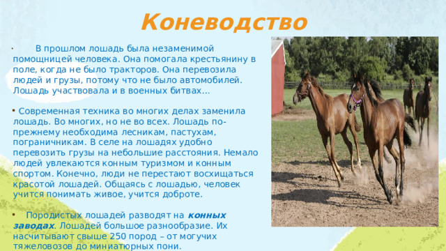 Коневодство  В прошлом лошадь была незаменимой помощницей человека. Она помогала крестьянину в поле, когда не было тракторов. Она перевозила людей и грузы, потому что не было автомобилей. Лошадь участвовала и в военных битвах…  Современная техника во многих делах заменила лошадь. Во многих, но не во всех. Лошадь по-прежнему необходима лесникам, пастухам, пограничникам. В селе на лошадях удобно перевозить грузы на небольшие расстояния. Немало людей увлекаются конным туризмом и конным спортом. Конечно, люди не перестают восхищаться красотой лошадей. Общаясь с лошадью, человек учится понимать живое, учится доброте.  Породистых лошадей разводят на конных заводах . Лошадей большое разнообразие. Их насчитывают свыше 250 пород – от могучих тяжеловозов до миниатюрных пони. 