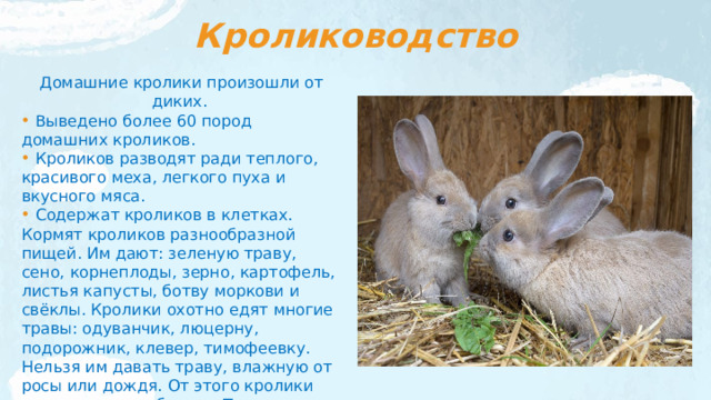 Кролиководство Домашние кролики произошли от диких.  Выведено более 60 пород домашних кроликов.  Кроликов разводят ради теплого, красивого меха, легкого пуха и вкусного мяса.  Содержат кроликов в клетках. Кормят кроликов разнообразной пищей. Им дают: зеленую траву, сено, корнеплоды, зерно, картофель, листья капусты, ботву моркови и свёклы. Кролики охотно едят многие травы: одуванчик, люцерну, подорожник, клевер, тимофеевку. Нельзя им давать траву, влажную от росы или дождя. От этого кролики могут опасно заболеть. Такую траву надо прежде просушить. 