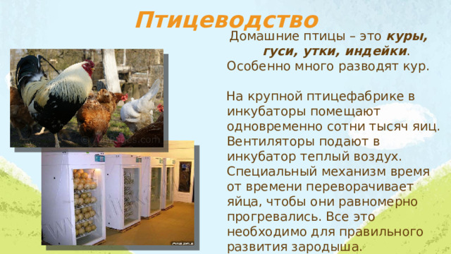 Птицеводство Домашние птицы – это куры, гуси, утки, индейки .  Особенно много разводят кур. На крупной птицефабрике в инкубаторы помещают одновременно сотни тысяч яиц. Вентиляторы подают в инкубатор теплый воздух. Специальный механизм время от времени переворачивает яйца, чтобы они равномерно прогревались. Все это необходимо для правильного развития зародыша. 