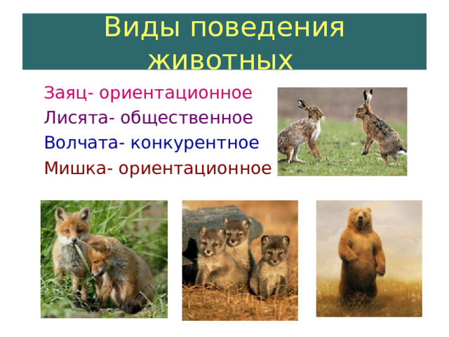 Виды поведения животных   Заяц- ориентационное  Лисята- общественное  Волчата- конкурентное  Мишка- ориентационное 