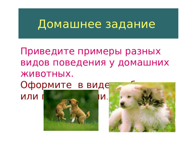 Домашнее задание  Приведите примеры разных видов поведения у домашних животных. Оформите в виде сообщения или презентации . 