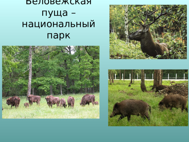 Беловежская пуща – национальный парк 