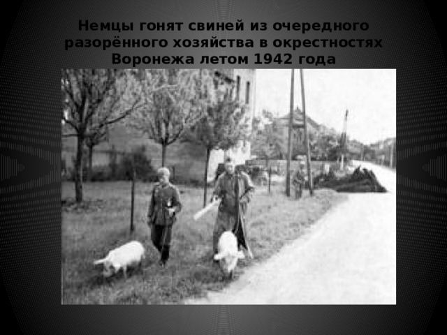 Немцы гонят свиней из очередного разорённого хозяйства в окрестностях Воронежа летом 1942 года 