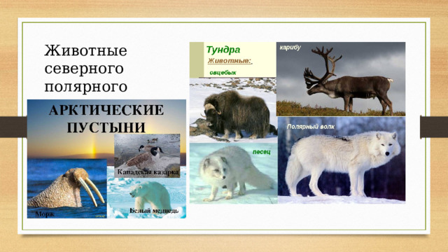 вм арктического пояса