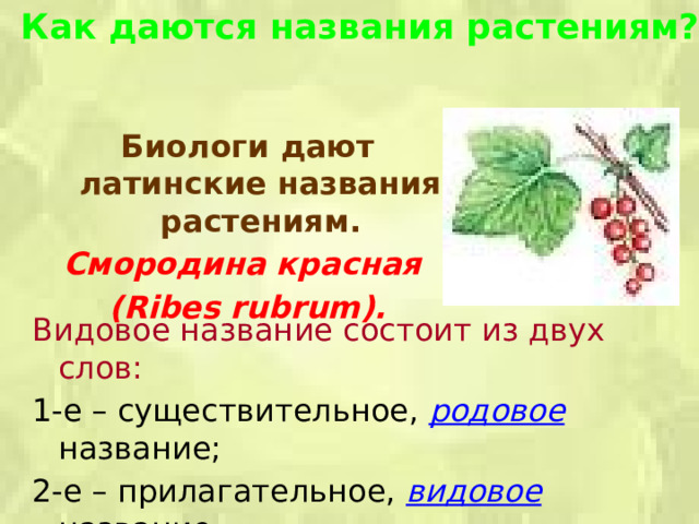 Как даются названия растениям? Биологи дают латинские названия растениям. Смородина красная (Ribes rubrum).   Видовое название состоит из двух слов: 1-е – существительное,  родовое название; 2-е – прилагательное, видовое название. Такая форма названий –  бинарная или двойная. 