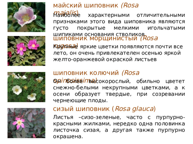 майский шиповник (Rosa majalis ) Наиболее характерными отличительными признаками этого вида шиповника являются густо покрытые мелкими игольчатыми шипиками основания стволиков. шиповник морщинистый (Rosa rugosa)  Крупные яркие цветки появляются почти все лето, он очень привлекателен осенью яркой желто-оранжевой окраской листьев шиповник колючий (Rosa spinosissima)  Он более высокорослый, обильно цветет снежно-белыми некрупными цветками, а к осени образует твердые, при созревании чернеющие плоды. сизый шиповник ( Rosa glauca ) Листья –сизо-зеленые, часто с пурпурно-красными жилками, нередко одна половинка листочка сизая, а другая также пурпурно окрашена. 24 