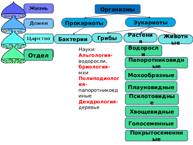 Основная структурная единица систематики живых организмов