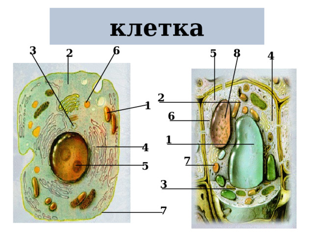 клетка 3 6 5 8 2 4 2 1 6 1 4 7 5 3 7 