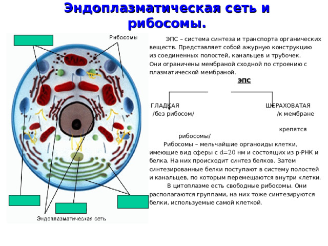 Эндоплазматическая сеть и рибосомы.  ЭПС – система синтеза и транспорта органических веществ. Представляет собой ажурную конструкцию из соединенных полостей, канальцев и трубочек. Они ограничены мембраной сходной по строению с плазматической мембраной.  ЭПС   ГЛАДКАЯ ШЕРАХОВАТАЯ  /без рибосом/ /к мембране  крепятся       рибосомы/  Рибосомы – мельчайшие органоиды клетки, имеющие вид сферы с d =20 нм и состоящих из р-РНК и белка. На них происходит синтез белков. Затем синтезированные белки поступают в систему полостей и канальцев, по которым перемещаются внутри клетки.  В цитоплазме есть свободные рибосомы. Они располагаются группами, на них тоже синтезируются белки, используемые самой клеткой. 