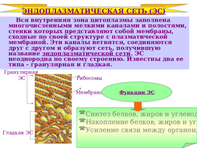 ЭНДОПЛАЗМАТИЧЕСКАЯ СЕТЬ (ЭС)  Вся внутренняя зона цитоплазмы заполнена многочисленными мелкими каналами и полостями, стенки которых представляют собой мембраны, сходные по своей структуре с плазматической мембраной. Эти каналы ветвятся, соединяются друг с другом и образуют сеть, получившую название эндоплазматической сети . ЭС неоднородна по своему строению. Известны два ее типа - гранулярная и гладкая. Гранулярная  ЭС Рибосомы Функции ЭС Мембрана Синтез белков, жиров и углеводов Накопление белков, жиров и углеводов Усиление связи между органоидами Гладкая ЭС 