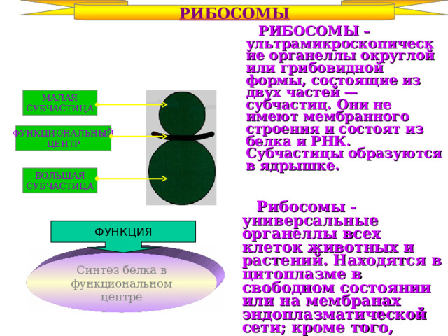 РИБОСОМЫ  РИБОСОМЫ – ультрамикроскопические органеллы округлой или грибовидной формы, состоящие из двух частей — субчастиц. Они не имеют мембранного строения и состоят из белка и РНК. Субчастицы образуются в ядрышке. МАЛАЯ СУБЧАСТИЦА ФУНКЦИОНАЛЬНЫЙ ЦЕНТР БОЛЬШАЯ СУБЧАСТИЦА  Рибосомы - универсальные органеллы всех клеток животных и растений. Находятся в цитоплазме в свободном состоянии или на мембранах эндоплазматической сети; кроме того, содержатся в митохондриях и хлоропластах.  ФУНКЦИЯ Синтез белка в функциональном центре 