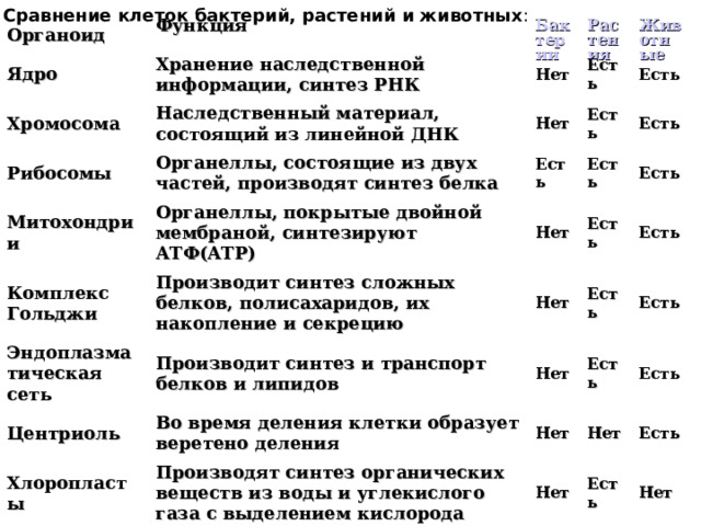 Сравнение клеток бактерий, растений и животных :  Органоид Ядро Функция Хранение наследственной информации, синтез РНК Хромосома Бактерии Нет Наследственный материал, состоящий из линейной ДНК Растения Рибосомы Животные Органеллы, состоящие из двух частей, производят синтез белка Есть Митохондрии Нет Комплекс Гольджи Есть Есть Есть Органеллы, покрытые двойной мембраной, синтезируют АТФ(ATP) Эндоплазматическая сеть Производит синтез сложных белков, полисахаридов, их накопление и секрецию Нет Есть Есть Центриоль Производит синтез и транспорт белков и липидов Нет Есть Есть Хлоропласты Нет Во время деления клетки образует веретено деления Есть Есть Нет Производят синтез органических веществ из воды и углекислого газа с выделением кислорода Есть Есть Нет Есть Нет Есть Есть Нет 