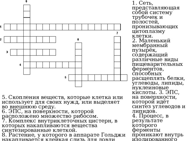 1. Сеть, представляющая собой систему трубочек и полостей, пронизывающих цитоплазму клетки. 2. Маленький мембранный пузырёк, содержащий различные виды пищеварительных ферментов, способных расщеплять белки, углеводы, липиды, нуклеиновые кислоты. 3. ЭПС, на поверхности, которой идёт синтез углеводов и липидов. 4. Процесс, в результате которого ферменты проникают внутрь изолированного участка и разрушают его, чтобы на месте мог быть построен новый. 5. Скопления веществ, которые клетка или использует для своих нужд, или выделяет во внешнюю среду. 6. ЭПС, на поверхности, которой расположено множество рибосом. 7. Комплекс внутриклеточных цистерн, в которых накапливаются вещества синтезированные клеткой. 8. Растение, у которого в аппарате Гольджи накапливается клейкая слизь для ловли насекомых. 