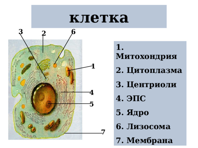 клетка 6 3 2 1.  Митохондрия 2. Цитоплазма 3. Центриоли 4. ЭПС 5. Ядро 6. Лизосома 7. Мембрана 1 4 5 7 