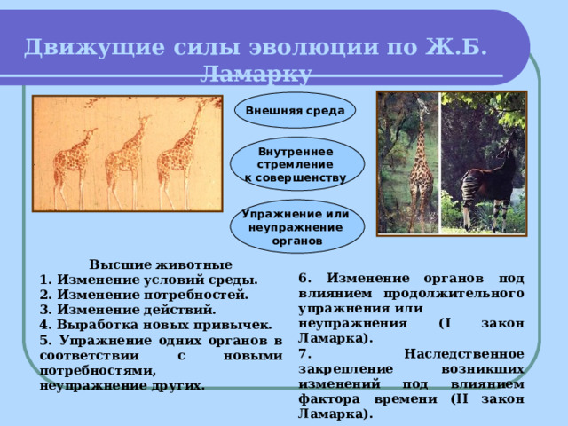 Движущие силы эволюции по Ж.Б. Ламарку Внешняя среда Внутреннее стремление к совершенству Упражнение или неупражнение органов Высшие животные 1. Изменение условий среды. 2. Изменение потребностей. 3. Изменение действий. 4. Выработка новых привычек. 5. Упражнение одних органов в соответствии с новыми потребностями, неупражнение других. 6. Изменение органов под влиянием продолжительного упражнения или неупражнения (I закон Ламарка). 7. Наследственное закрепление возникших изменений под влиянием фактора времени (II закон Ламарка).