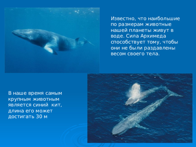 Известно, что наибольшие по размерам животные нашей планеты живут в воде. Сила Архимеда способствует тому, чтобы они не были раздавлены весом своего тела. В наше время самым крупным животным является синий кит, длина его может достигать 30 м 