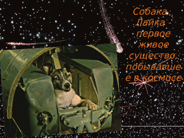 Собака Лайка -первое живое существо, побывавшее в космосе 