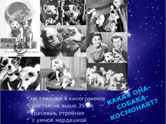 КАКАЯ ОНА-  СОБАКА- КОСМОНАВТ? не тяжелее 6 килограммов  ростом не выше 35 см. красивая, стройная  с умной мордашкой 