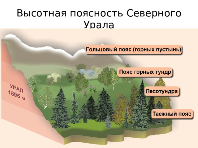 Высотная поясность Северного Урала 