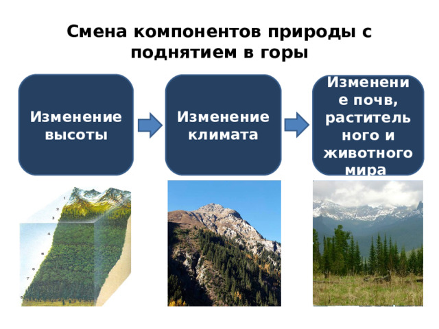 Смена компонентов природы с поднятием в горы Изменение высоты Изменение климата Изменение почв, растительного и животного мира 