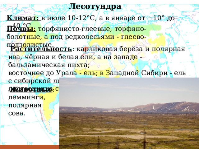 Лесотундра Климат: в июле 10-12°С, а в январе от −10° до −40 °C. Почвы: торфянисто-глеевые, торфяно-болотные, а под редколесьями - глеево-подзолистые.  Растительность : карликовая берёза и полярная ива, чёрная и белая ели, а на западе - бальзамическая пихта; восточнее до Урала - ель; в Западной Сибири - ель с сибирской лиственницей; восточнее - даурская лиственница с берёзой.  Животные : лемминги, полярная сова.  