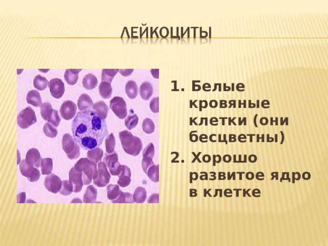 1. Белые кровяные клетки (они бесцветны) 2. Хорошо развитое ядро в клетке  
