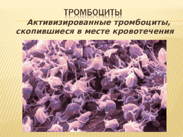  Активизированные тромбоциты, скопившиеся в месте кровотечения 