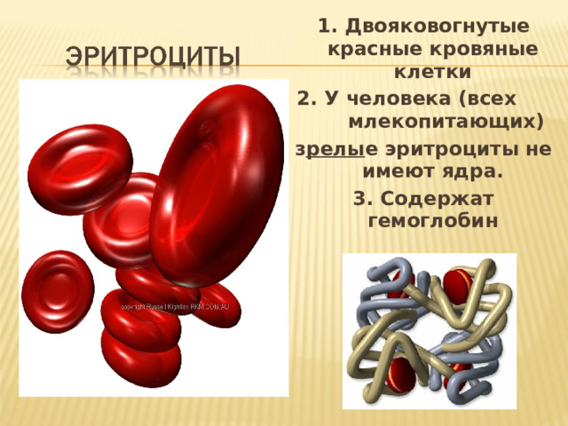 1. Двояковогнутые красные кровяные клетки 2. У человека (всех млекопитающих) з релы е эритроциты не имеют ядра. 3. Содержат гемоглобин 