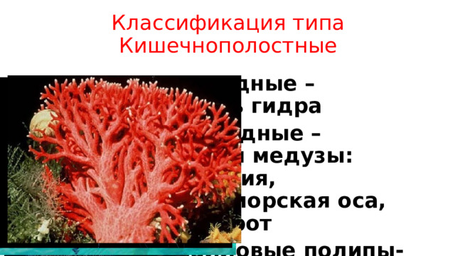 Классификация типа Кишечнополостные Класс Гидроидные –представитель гидра Класс Сцифоидные –представители медузы: цианея, физалия, крестовичок, морская оса, медуза-корнерот Класс Коралловые полипы- представители актиния, красные кораллы, мадрепоровые кораллы 