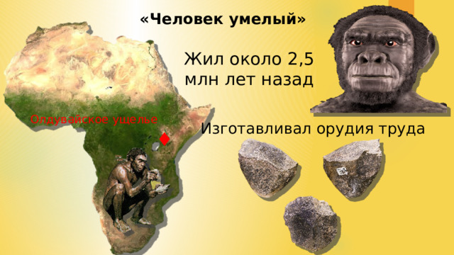 «Человек умелый» Жил около 2,5 млн лет назад Олдувайское ущелье Изготавливал орудия труда ♦ 