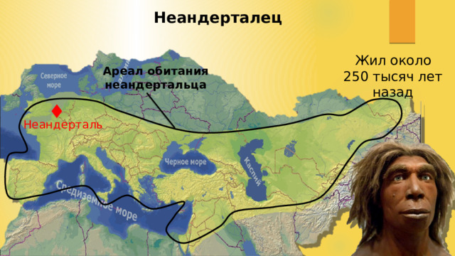 Неандерталец Жил около 250 тысяч лет назад Ареал обитания неандертальца ♦ Неандерталь 