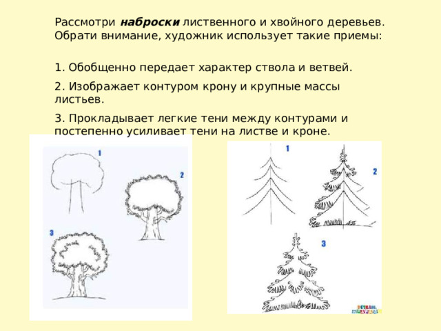Схема лиственного дерева. Очертание крон деревьев. Характер линий дерево урок изо 2 класс презентация. Урок дерево 8 класс