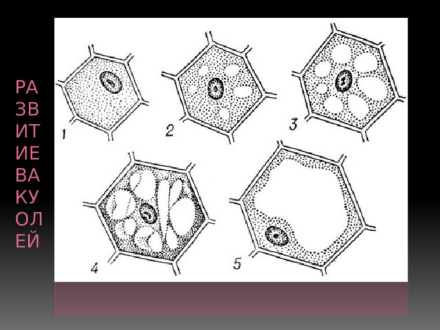  Развитие вакуолей 