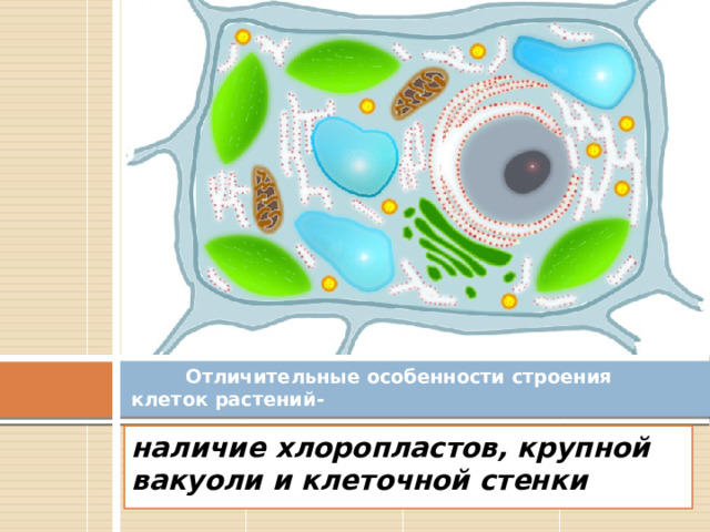  Отличительные особенности строения клеток растений- наличие хлоропластов, крупной вакуоли и клеточной стенки 