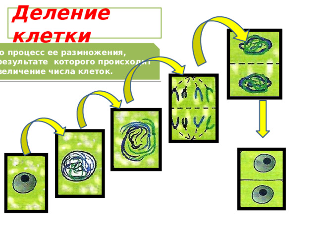 Деление клетки Это процесс ее размножения, в результате которого происходит  увеличение числа клеток. 