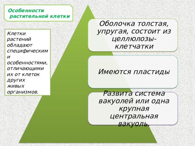 Особенности  растительной клетки Оболочка толстая, упругая, состоит из целлюлозы- клетчатки Клетки растений обладают специфическими особенностями, отличающими их от клеток других живых организмов . Имеются пластиды Развита система вакуолей или одна крупная центральная вакуоль. 