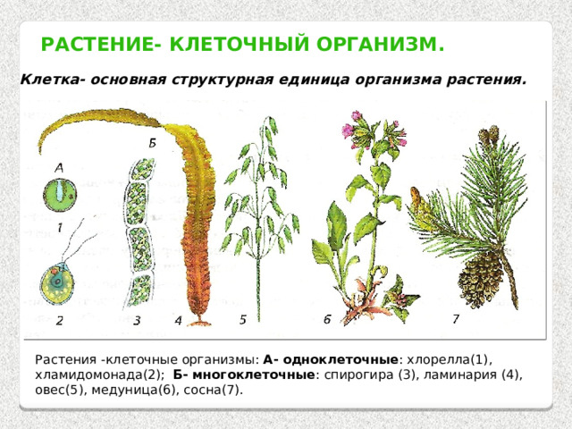 Растение- клеточный организм. Клетка- основная структурная единица организма растения. Растения -клеточные организмы: А- одноклеточные : хлорелла(1), хламидомонада(2); Б- многоклеточные : спирогира (3), ламинария (4), овес(5), медуница(6), сосна(7). 
