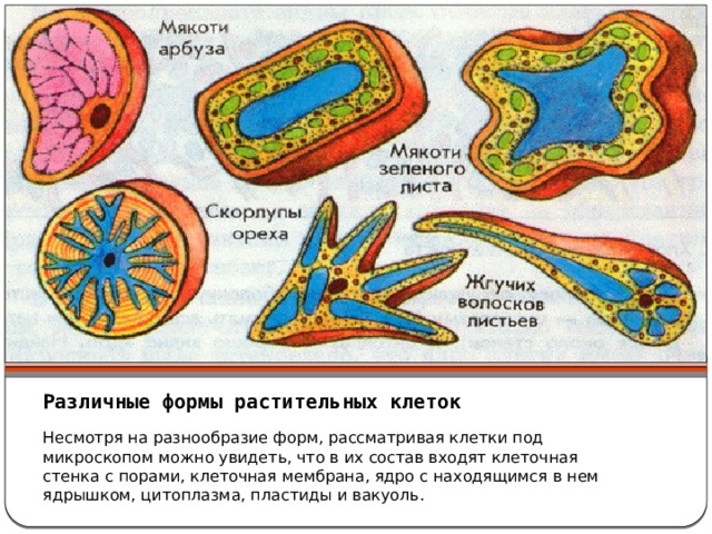 Различные формы растительных клеток Несмотря на разнообразие форм, рассматривая клетки под микроскопом можно увидеть, что в их состав входят клеточная стенка с порами, клеточная мембрана, ядро с находящимся в нем ядрышком, цитоплазма, пластиды и вакуоль.  