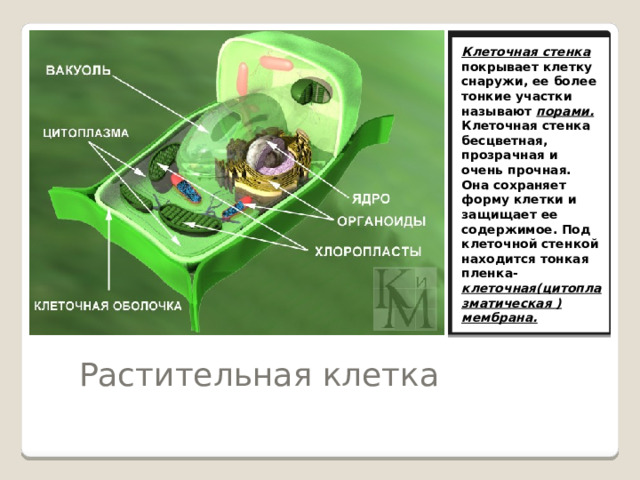 Клеточная стенка покрывает клетку снаружи, ее более тонкие участки называют порами. Клеточная стенка бесцветная, прозрачная и очень прочная. Она сохраняет форму клетки и защищает ее содержимое. Под клеточной стенкой находится тонкая пленка- клеточная(цитоплазматическая ) мембрана.  Растительная клетка 