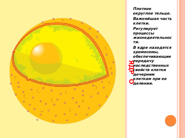  ЯДР О Плотное округлое тельце. Важнейшая часть клетки. Регулирует процессы жизнедеятельности. В ядре находятся хромосомы, обеспечивающие передачу наследственных свойств клетки дочерним клеткам при ее делении.  