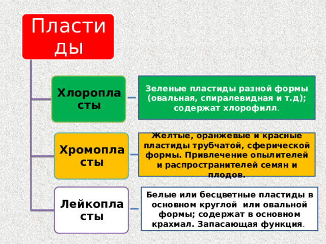 Пластиды Хлоропласты Зеленые пластиды разной формы (овальная, спиралевидная и т.д); содержат хлорофилл . Хромопласты Желтые, оранжевые и красные пластиды трубчатой, сферической формы. Привлечение опылителей и распространителей семян и плодов. Лейкопласты Белые или бесцветные пластиды в основном круглой или овальной формы; содержат в основном крахмал. Запасающая функция . 