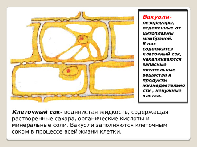 Вакуоли- резервуары, отделенные от цитоплазмы мембраной. В них содержится клеточный сок, накапливаются запасные питательные вещества и продукты жизнедеятельности , ненужные клетки. Клеточный сок- водянистая жидкость, содержащая растворенные сахара, органические кислоты и минеральные соли. Вакуоли заполняются клеточным соком в процессе всей жизни клетки. 
