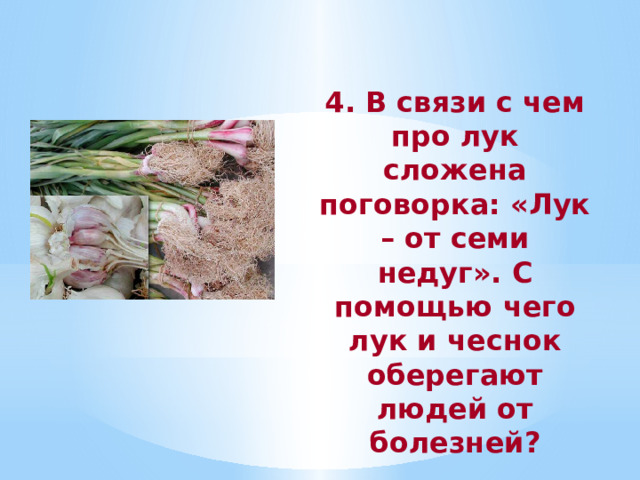 4. В связи с чем про лук сложена поговорка: «Лук – от семи недуг». С помощью чего лук и чеснок оберегают людей от болезней? 