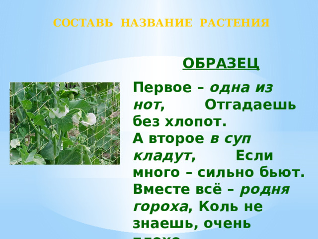 СОСТАВЬ НАЗВАНИЕ РАСТЕНИЯ ОБРАЗЕЦ Первое – одна из нот , Отгадаешь без хлопот. А второе в суп кладут , Если много – сильно бьют. Вместе всё – родня гороха , Коль не знаешь, очень плохо. ФА + СОЛЬ = ФАСОЛЬ 